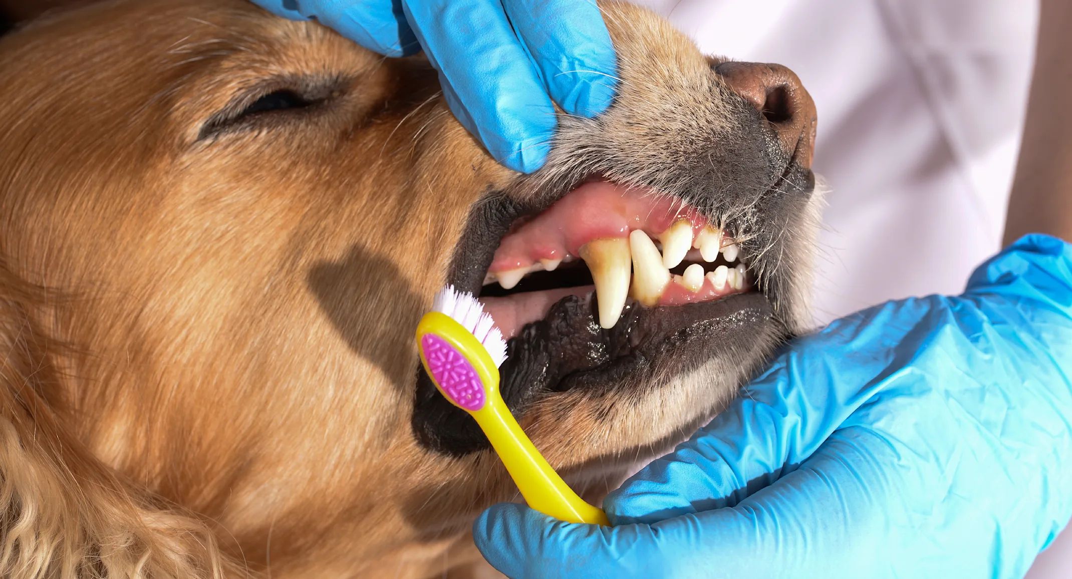 If your pet exhibits any of these its time to book a dental exam at BlueBlood Veterinary