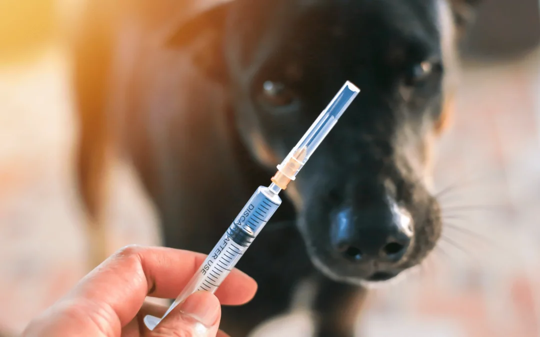 Importance of Rabies Vaccination for Cats and Dogs