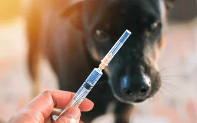 Importance of Rabies Vaccination for Cats and Dogs