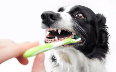 Pet Dental Care Made Simple: 9 Ways to Keep Your Pet’s Mouth Healthy and Pain-Free