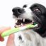 Pet Dental Care Made Simple: 9 Ways to Keep Your Pet’s Mouth Healthy and Pain-Free