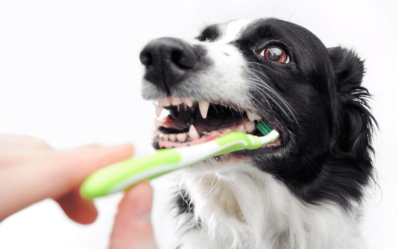 Pet Dental Care Made Simple: 9 Ways to Keep Your Pet’s Mouth Healthy and Pain-Free