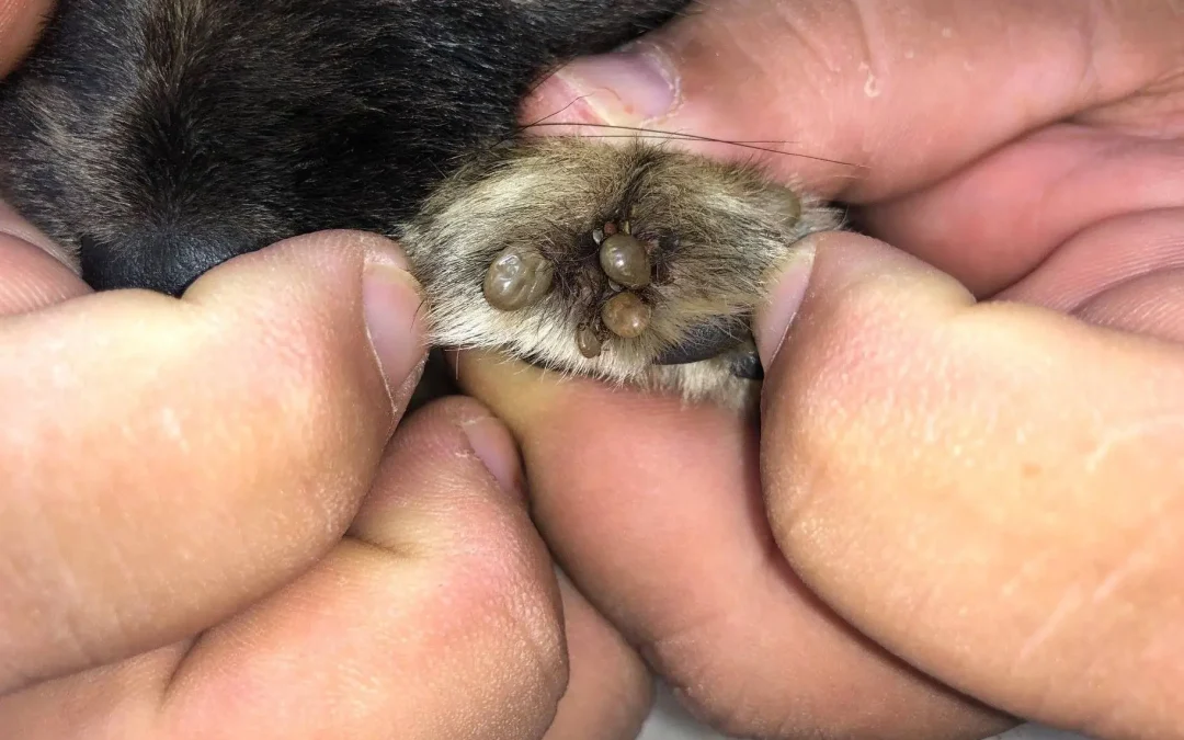 The Truth About Ticks, Fleas & Worms: 7 Proven Ways to Protect Your Pet All Year