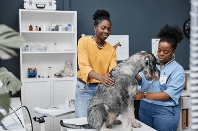 When to Worry 10 Critical Signs Your Pet Needs Emergency Care Right Now 4