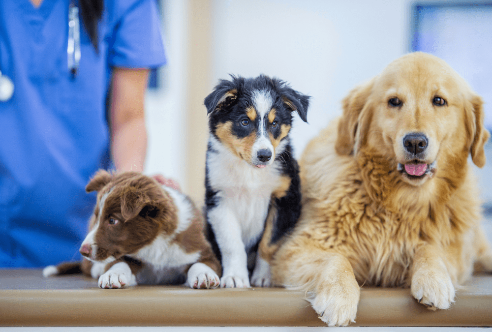 Why Regular Vet Check-Ups Save Lives: The Power of Preventive Care for Cats and Dogs