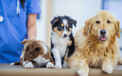 Why Regular Vet Check-Ups Save Lives: The Power of Preventive Care for Cats and Dogs